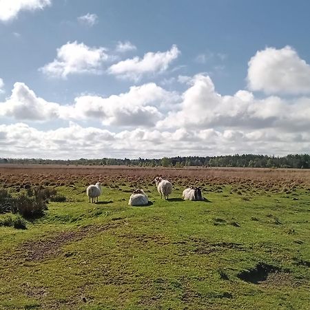 Ruim Huisje Op Een Prachtige Plek Hemrik Eksteriør billede